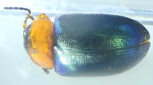 Réf. 338 506 : Gastrophysa polygoni